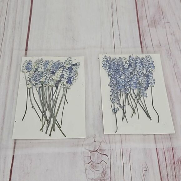 Dried Flowers - Bundle of 2 - Picture 1 of 5